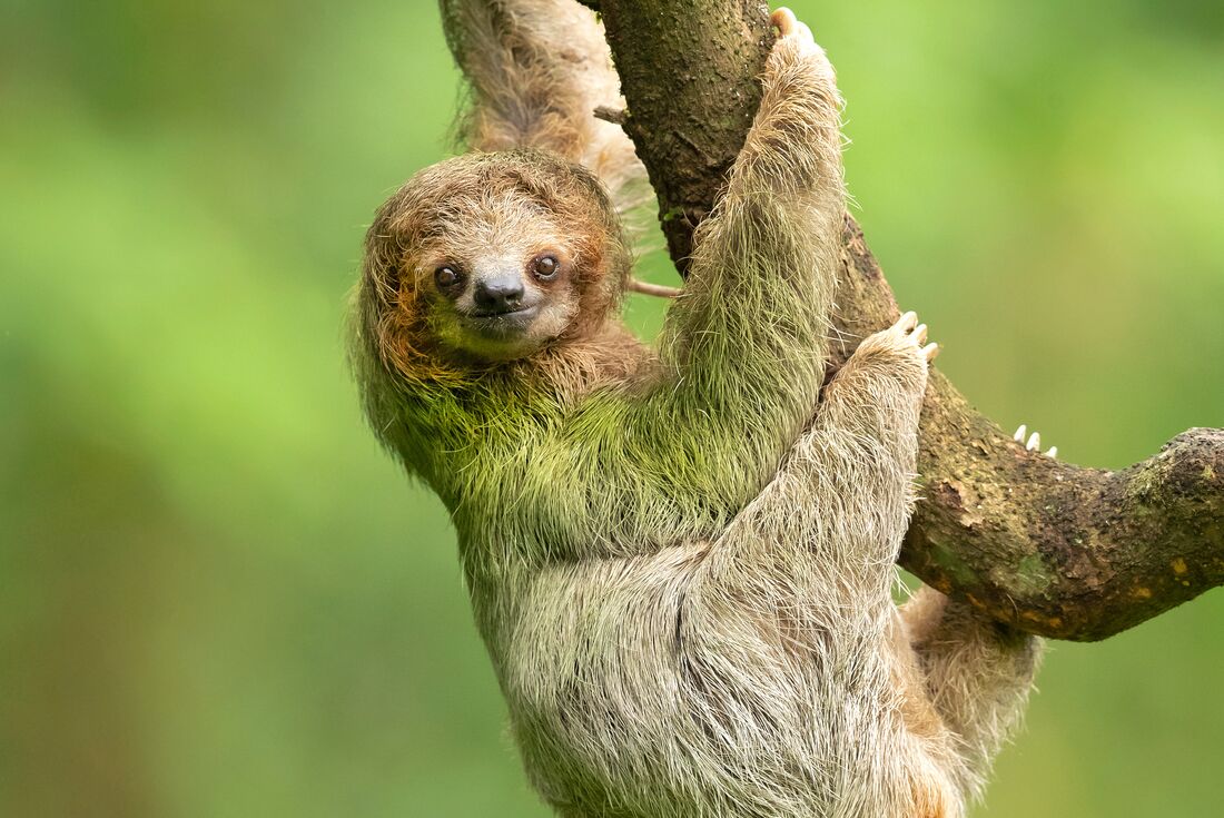 Three toed sloth looks at the camera hanging from a branch in the rainforests of Costa Rica
