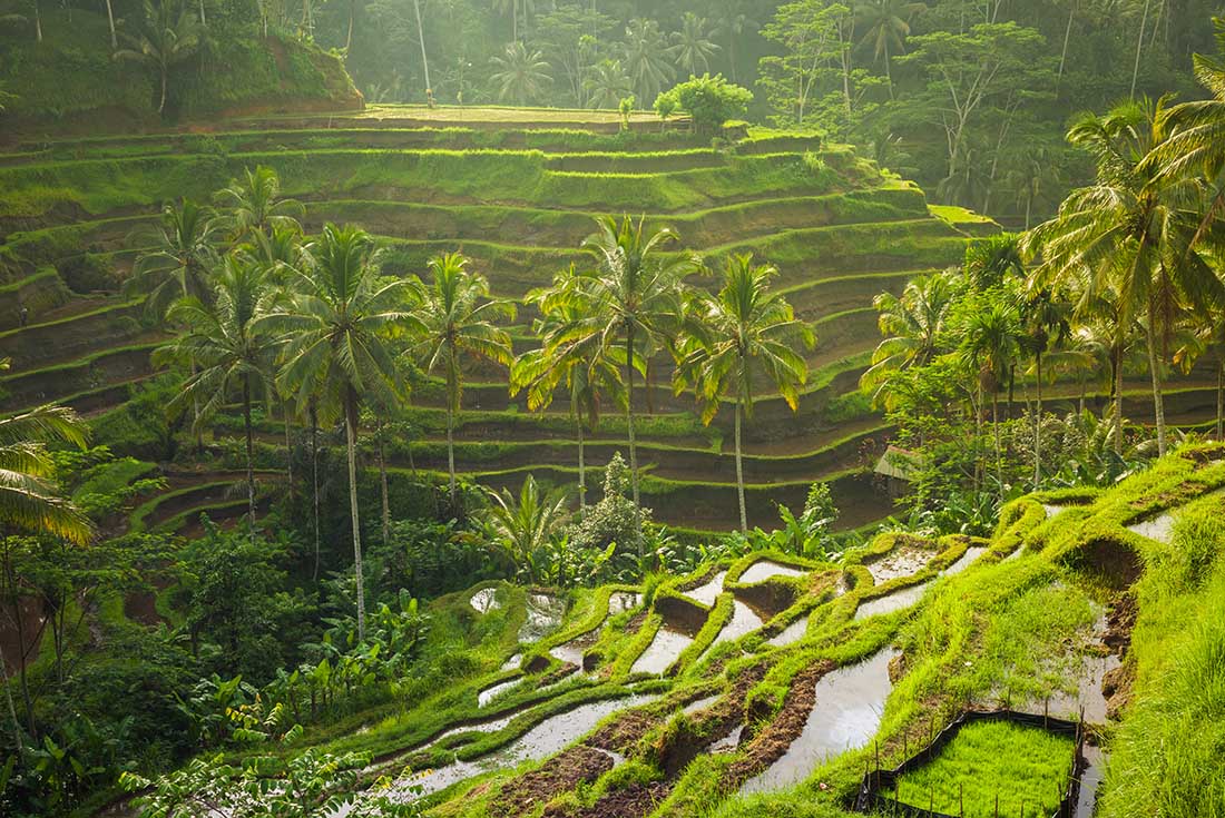 Lush green rice fields in Ubud
