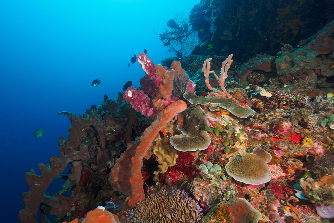 Snorkelling in Atauro Island, Timor-Leste