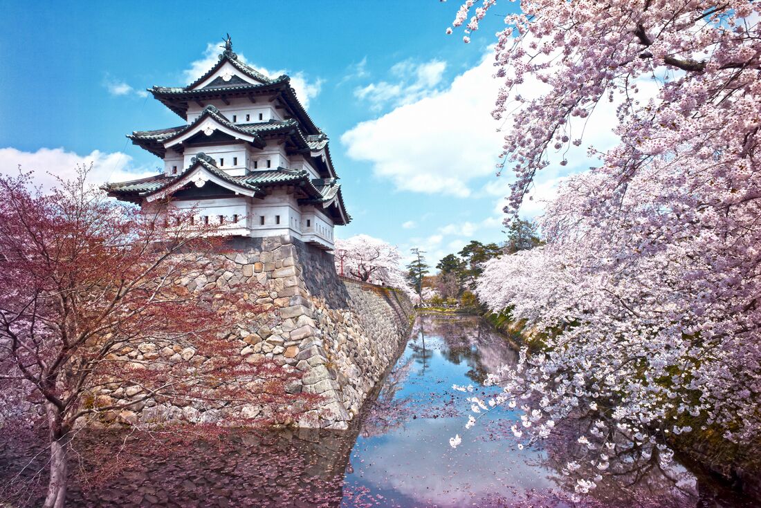 Hirosaki Castle with spring cherry trees blossoming alongside a maple tree on in front of a moat 