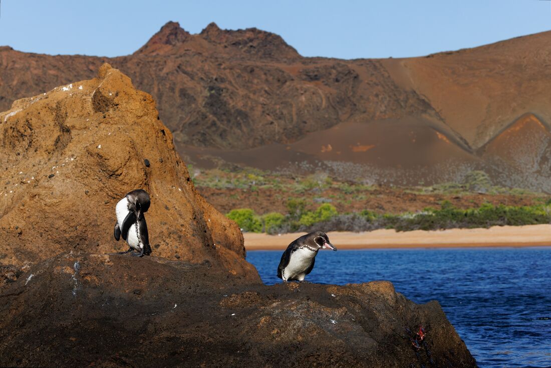 Two Penguins standing on a rock at the beach at Galapagos Islands, Ecuador
