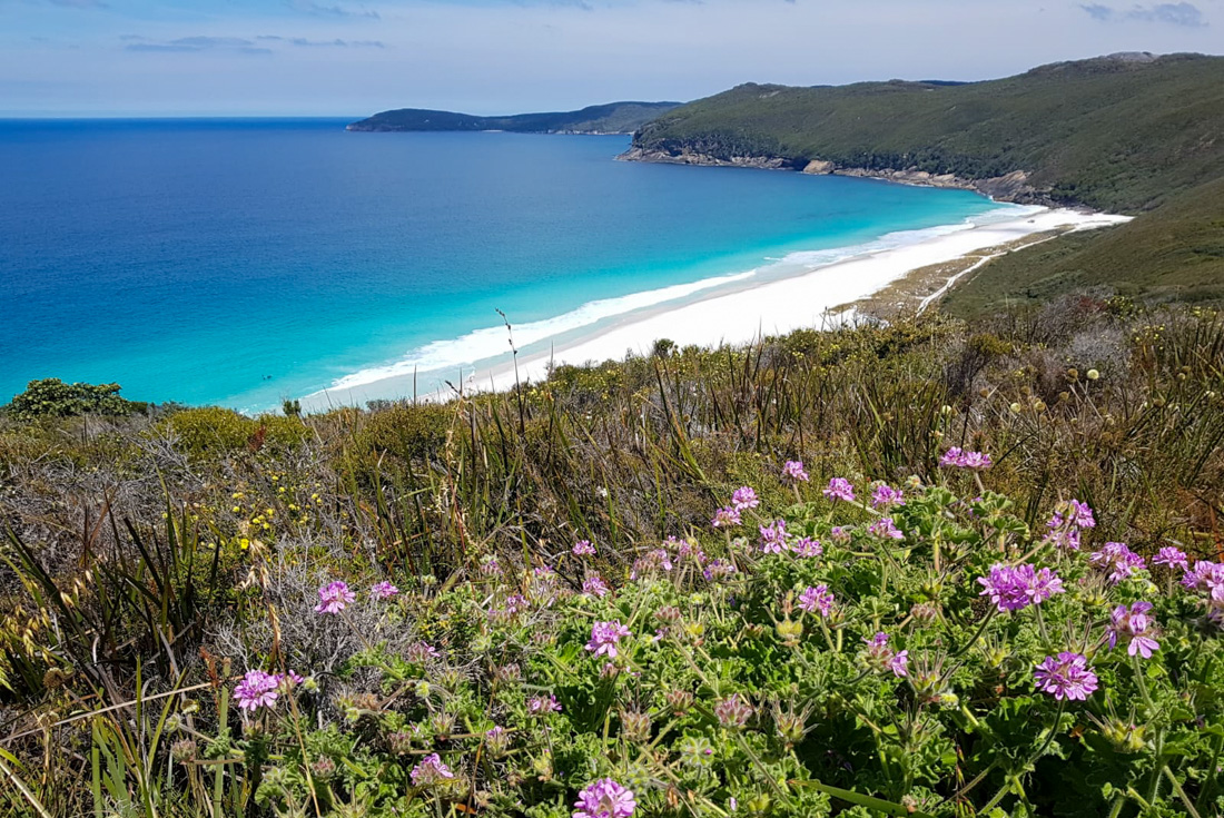 View of the Australian coastline with bright pink flowers high on cliff track