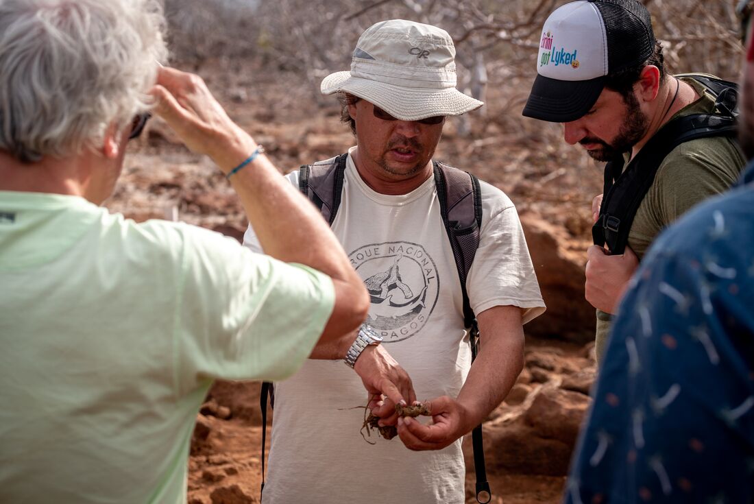 Intrepid leader shows travellers local plant material on Isla Seymour