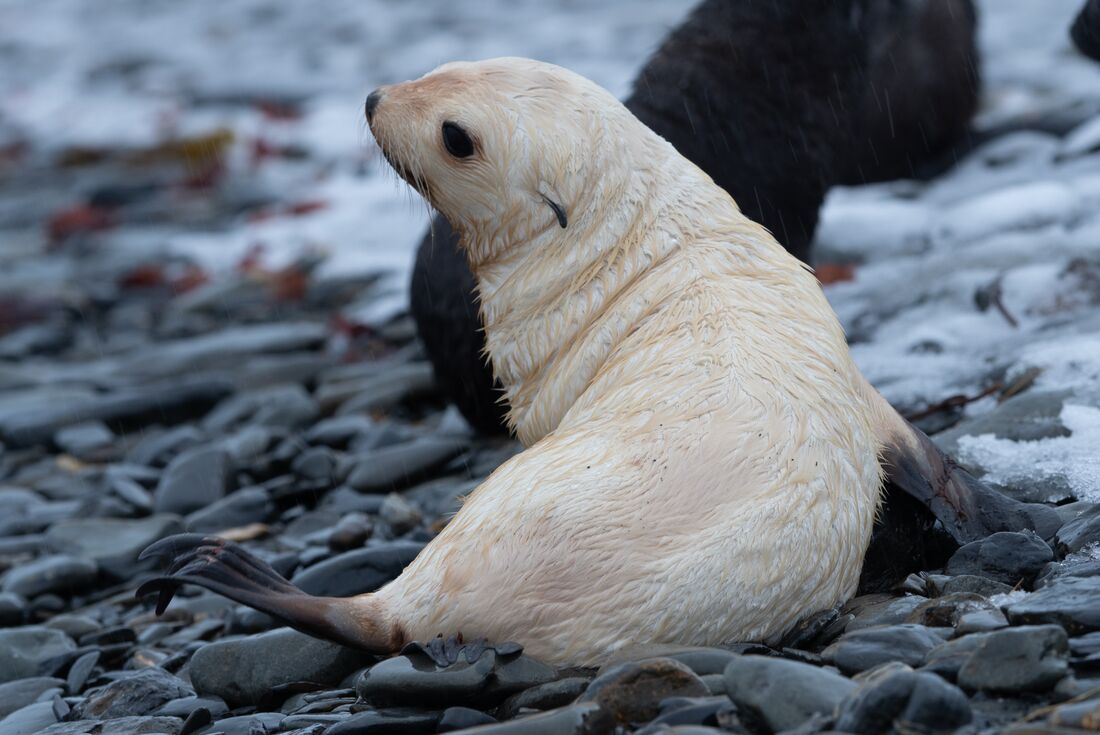 A white fur seal pup in the Antarctic new year