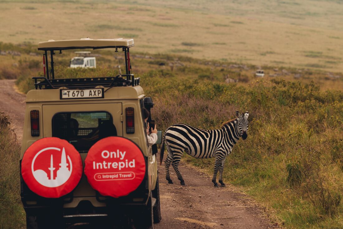 Zebra crossing in Ngorongoro Crater