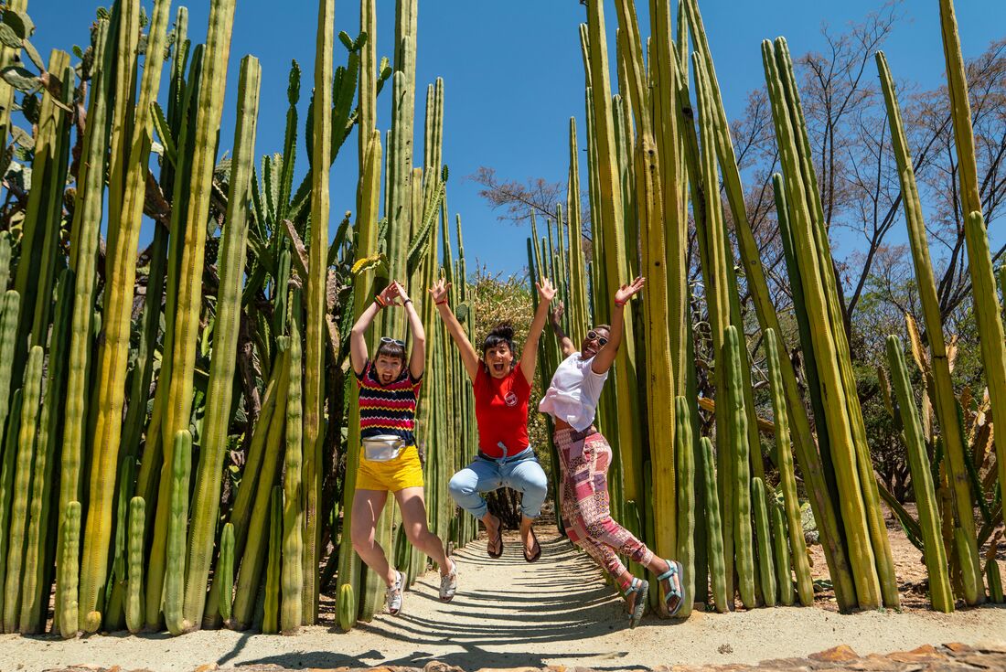The cactus fields in Ooxaca in Mexico