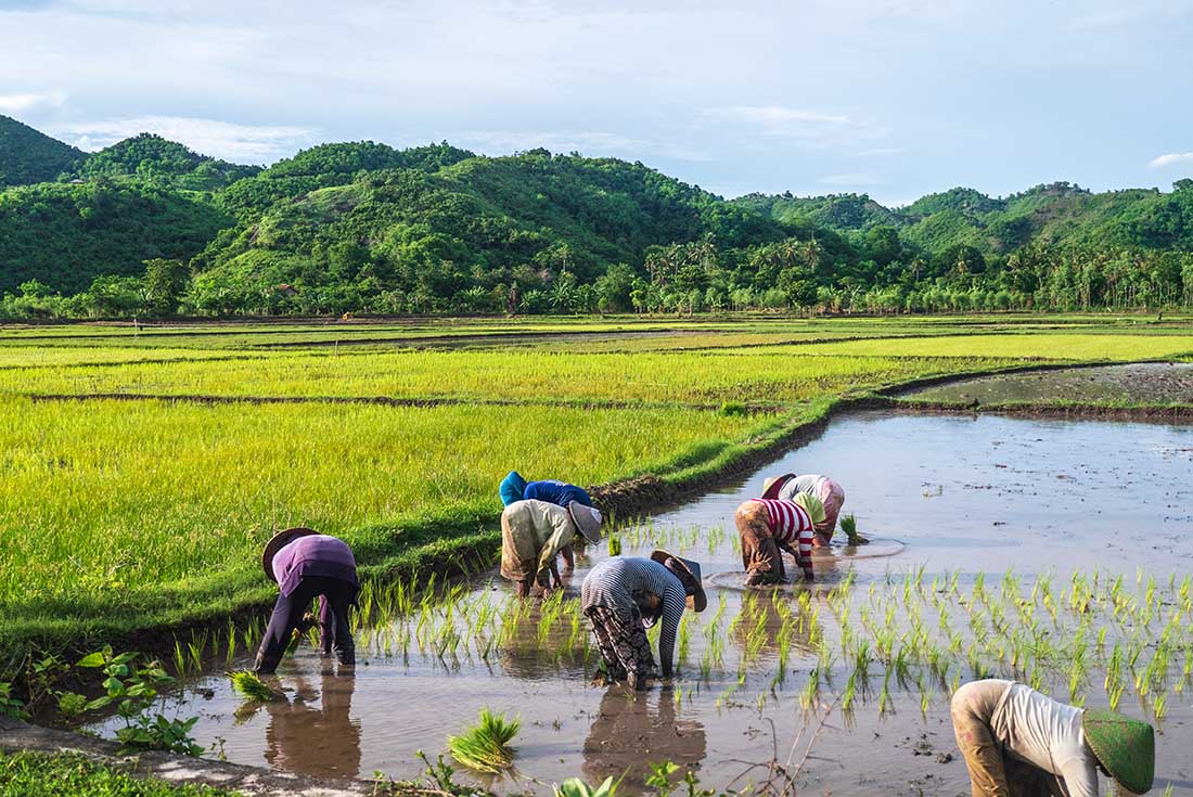 Local farmers in Tetebatu rice fields, lombok, indonesia
