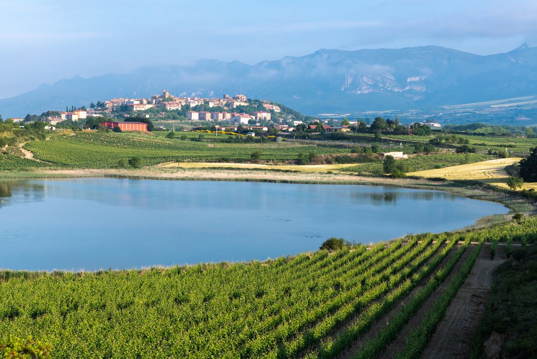 Vineyard with rows of grape vines with Laguardia in distance and the Pyrenees beyond in northern Spain