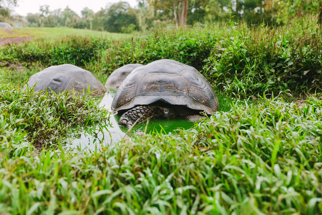 Group of giant tortoises, Galapagos Islands