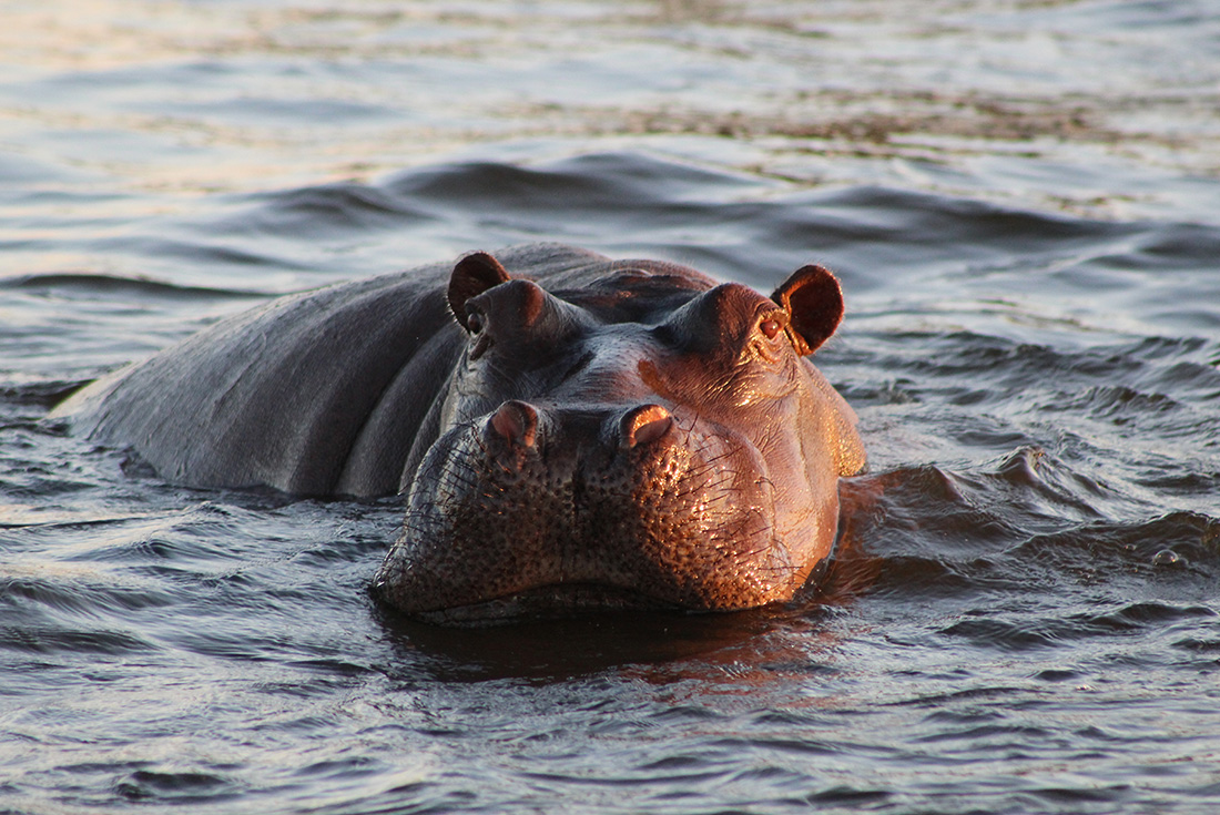Witness the amazing variety of wildlife in Chobe National Park, Botswana
