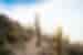 GGBJ_bolivia-salar-de-uyuni-salt-flats_cactus