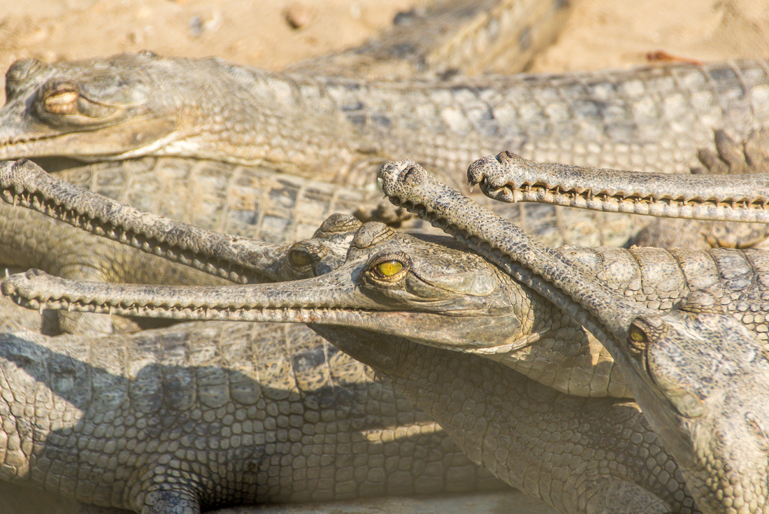 nepal chitwan np freshwater crocs