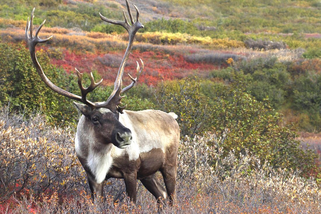 Spot Canadian caribou grazing in Denali, Alaska