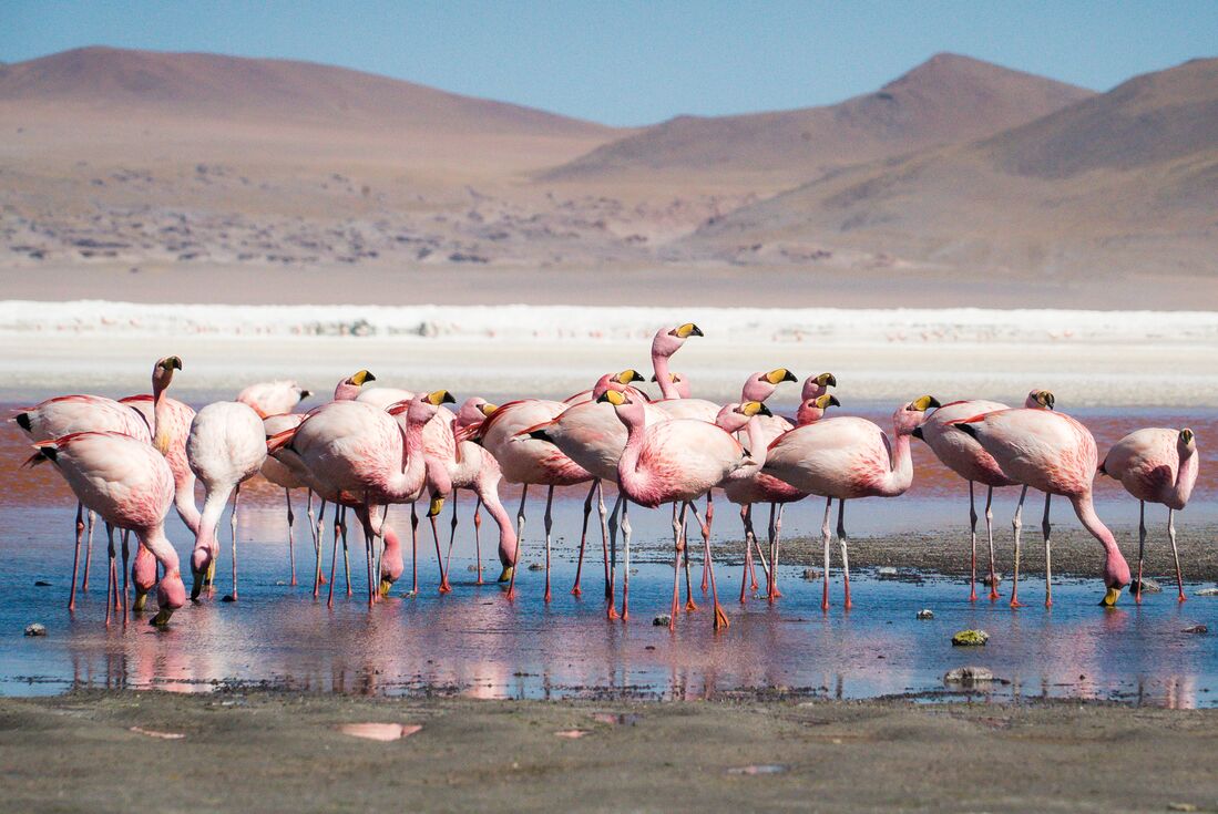 Andean Flamingoes at the Laguna Colorada in Bolivia, near the Chilean border