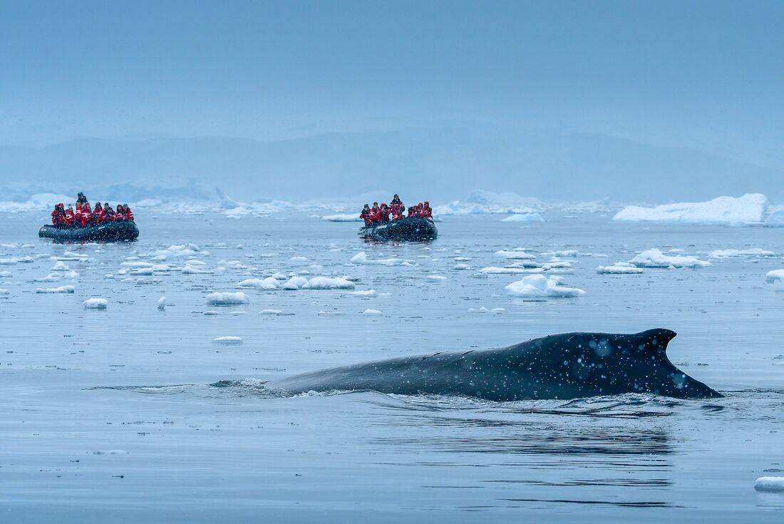 Travellers on a zodiac cruise spot a Whale dorsal fin in Paradise Harbour