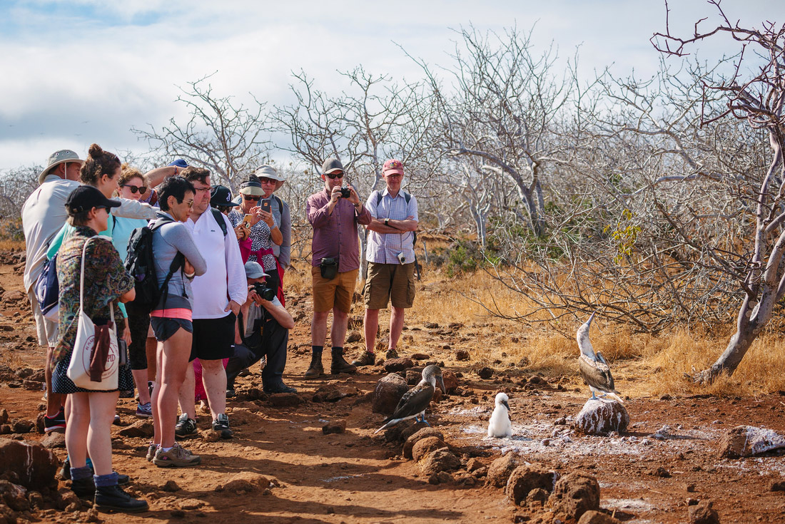 Group views blue-footed boobies, Galapagos Islands