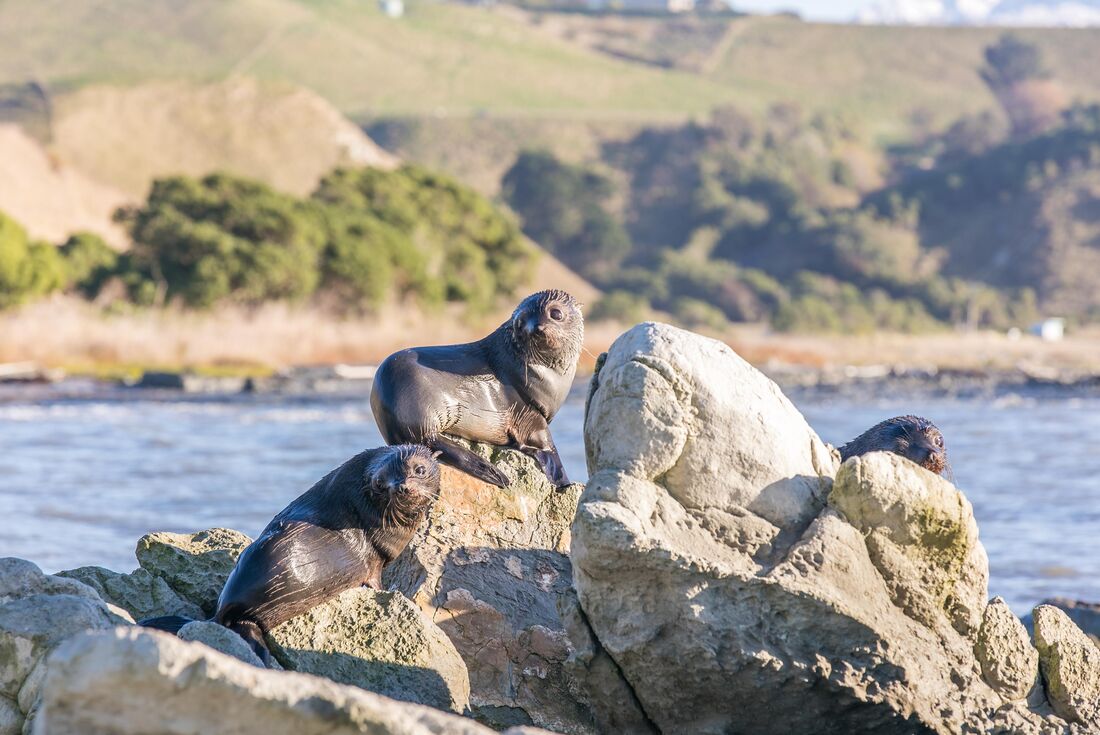 Curious fur seals on the shores of Kaikoura