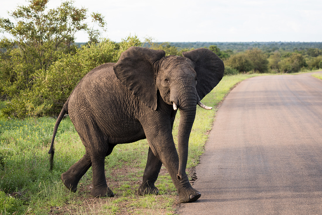 Elephant in Kruger National Park, South Africa