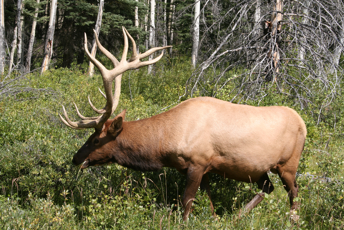 Elk in Jasper National Park, Canada