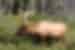 Elk in Jasper National Park, Canada
