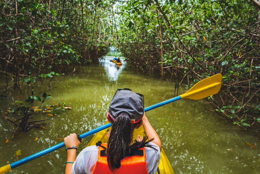 Shot behind Intrepid traveller with paddle kayaking through mangrove forsests in Costa Rica