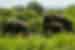 Three elephants roaming through greenery at the Udawalawa National Park in Sri Lanka