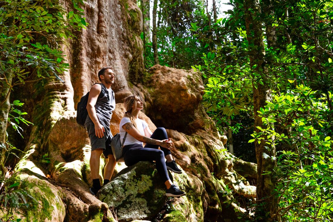 Two young travellers 18 to 35 take a break on a giant fig in Lamington National Park