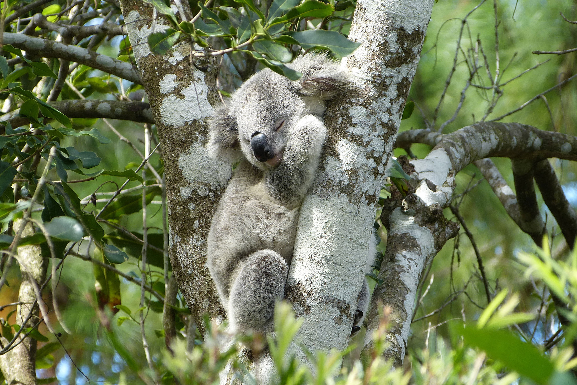 PVOS_new-south-wales_port-macquarie_koala-hospital