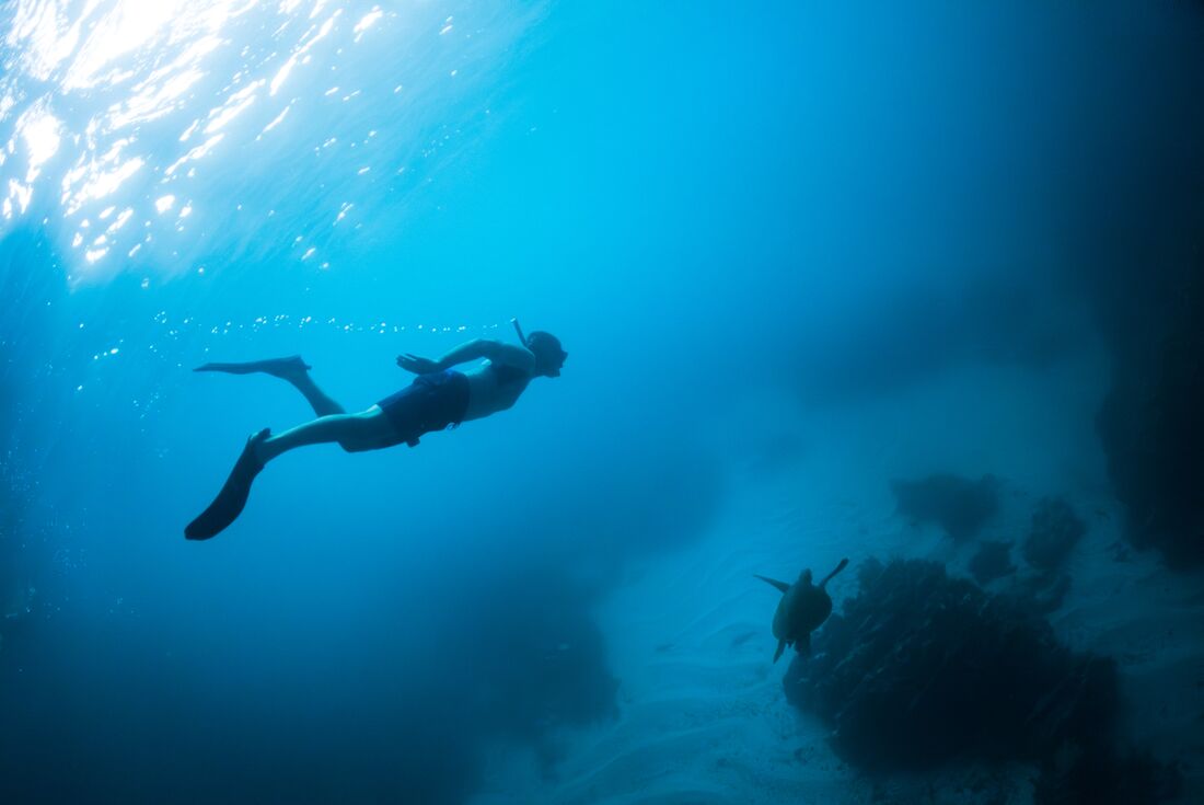 Traveller swimming with snorkelling gear far above a green sea turtle off Isla Isabela Galapagos
