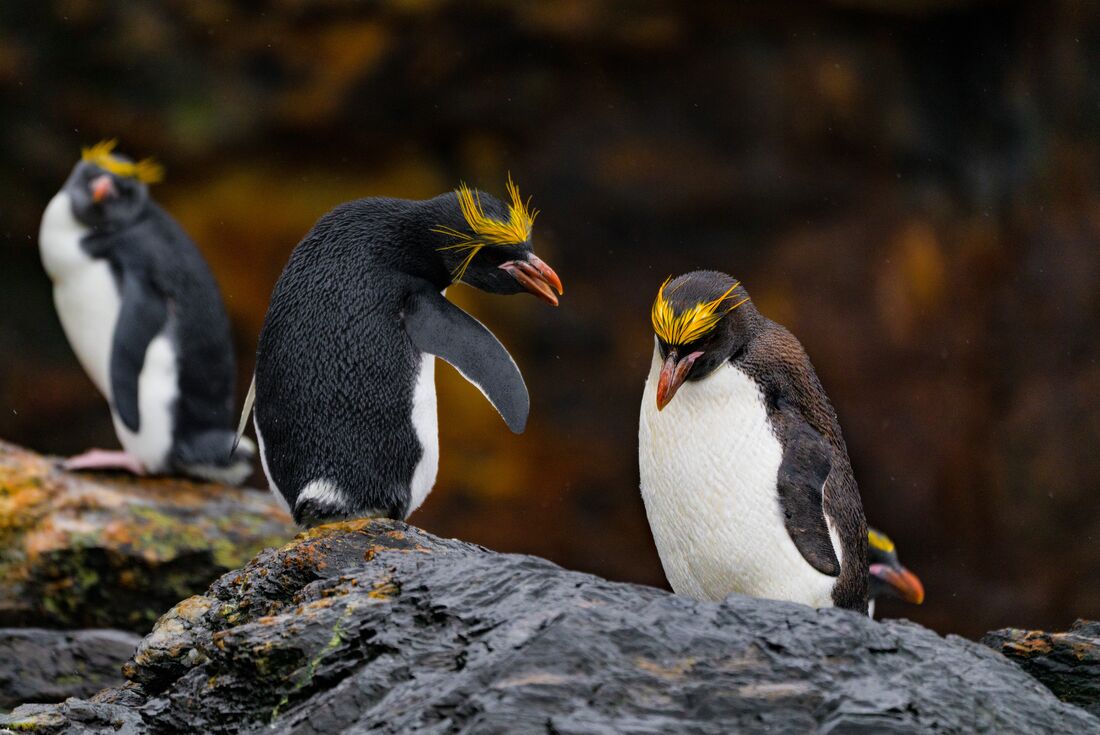 Rockhopper penguins in the Falkland Islands
