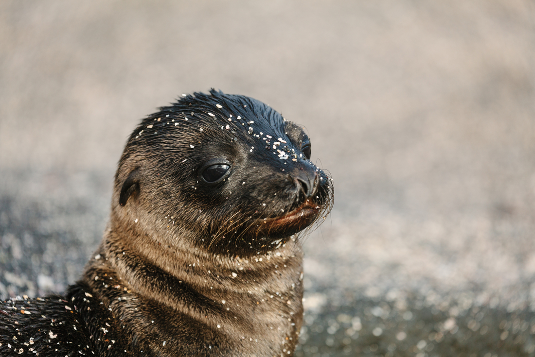 Fur seal pup, Galapagos Islands, Ecuador