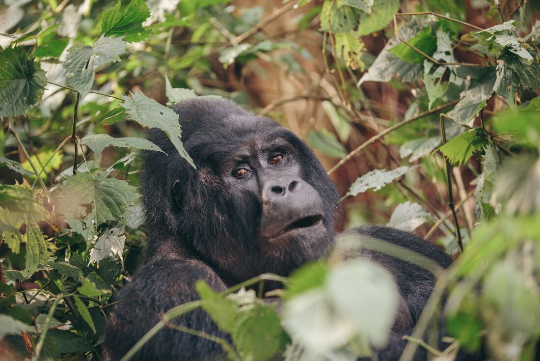 Wild silverback in the forest of Uganda