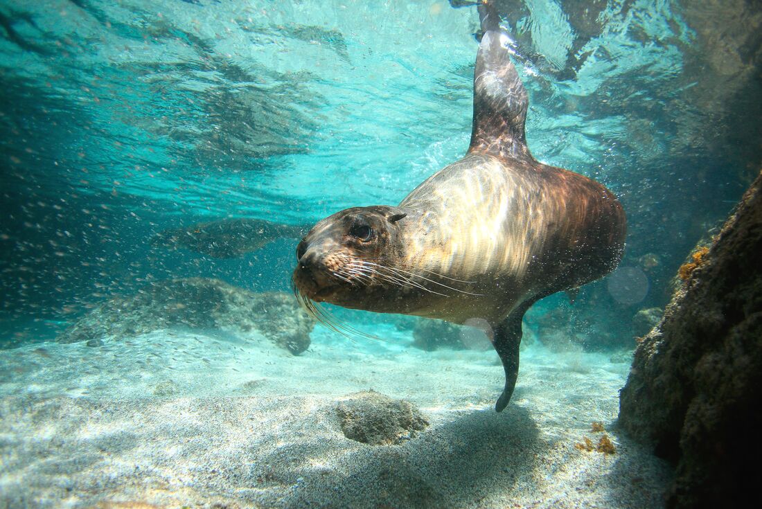 Sea lion swimming in Galapagos waters