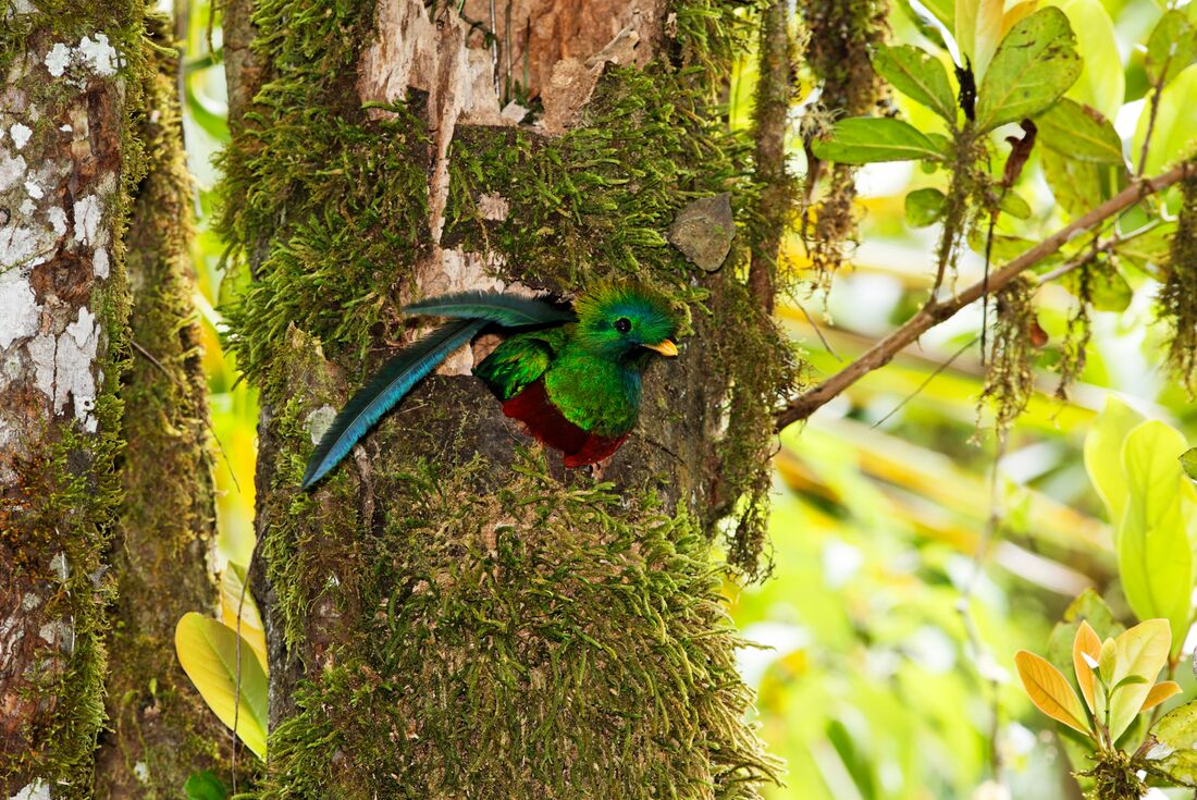 Resplendant Quetzal nesting in a tree