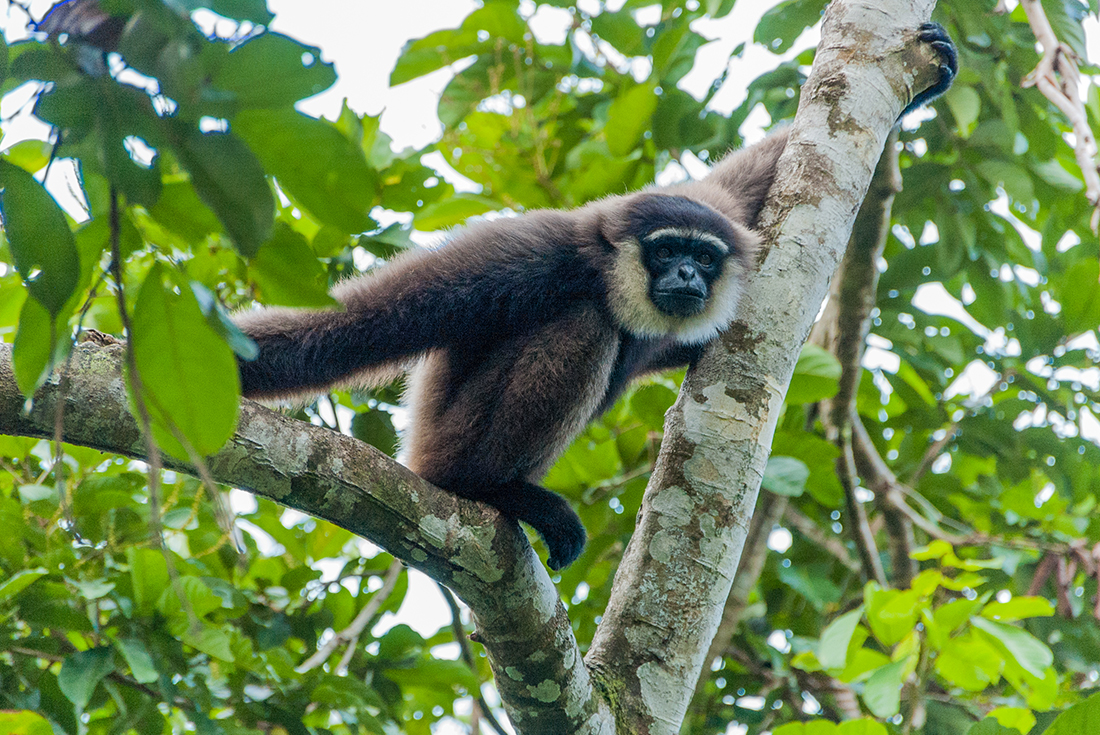 gibbon_indonesia_tanjung-puting