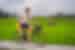 A father and son happily cycling through rice fields in Ubud, a small town in the Bali province, Indonesia