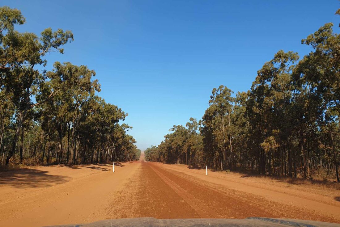 Cape York red orange dirt road stretches to the horizon lined by gum tree forest with hood of car just visible at bottom of shot