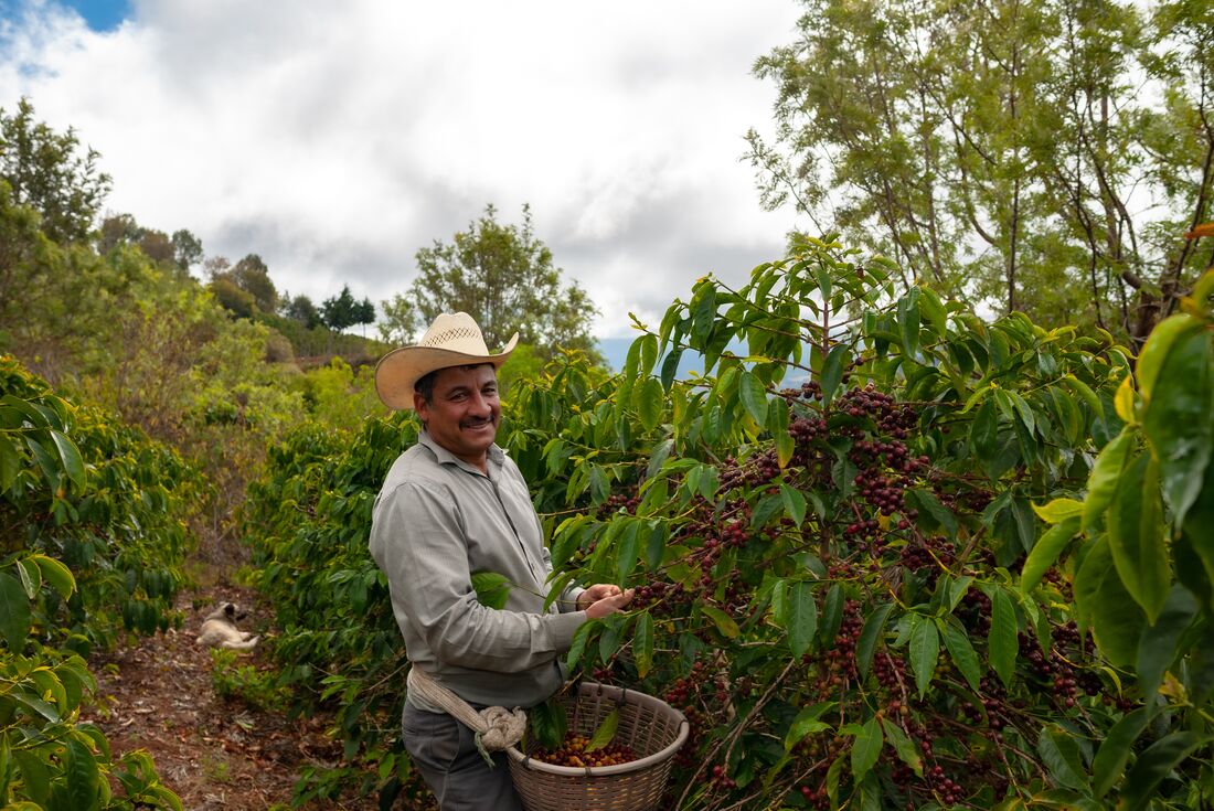 Farmers on a coffee finca plantation farm in El Salvador