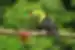 Toucan sits on branch in Monteverde jungle