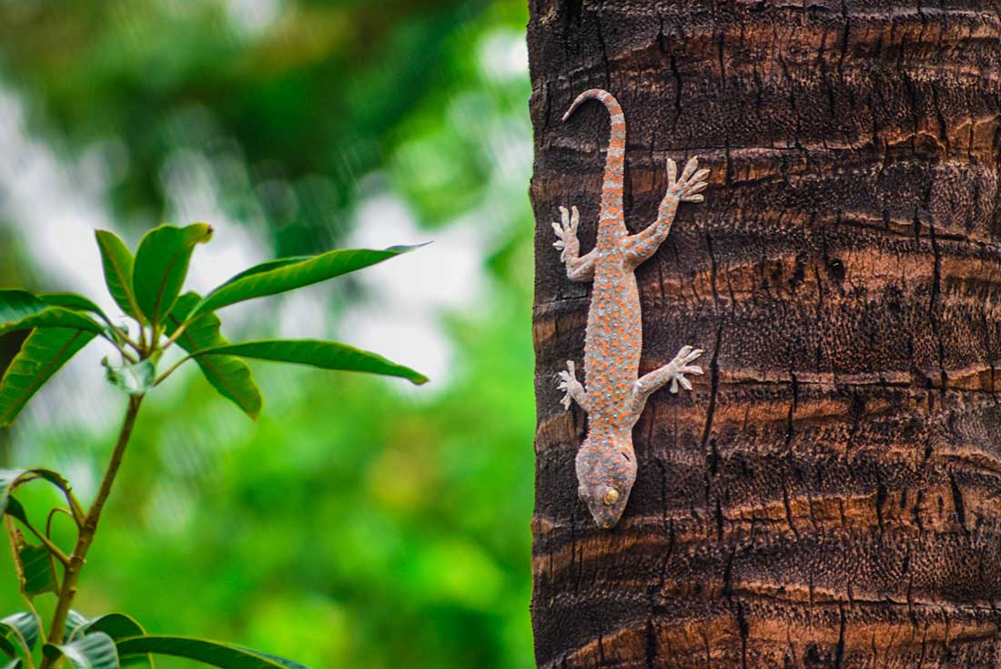 Thailand Hilltribe experience with Intrepid Travel - local wildlife