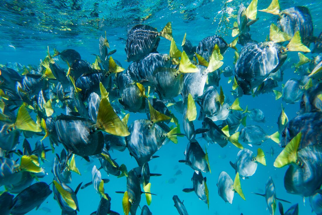 School of fish in Galápagos Islands waters