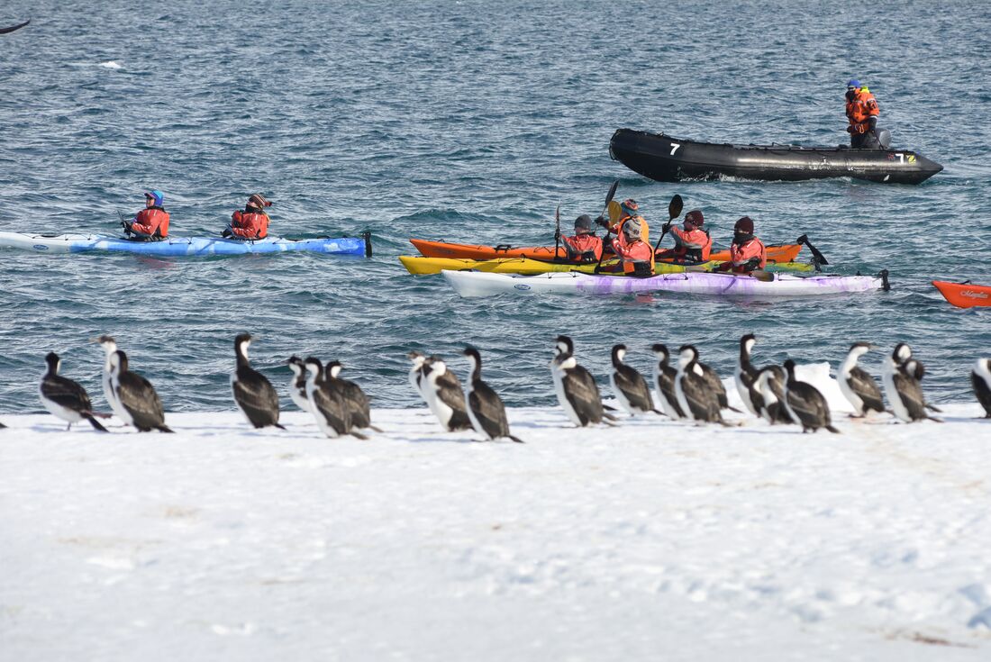 A group of travellers in double kayaks in the background paddle by a group of Imperial cormorants